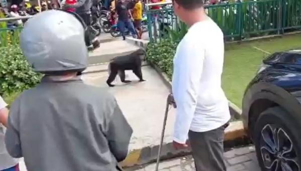 Monyet Palopo Monyet endemik Sulawesi jenis Macaca Tongkeana keliaran di Kota Palopo. (Foto: Nasruddin Rubak)