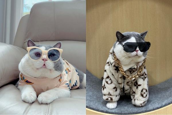 Shopee Affiliate Ecan Ecan, si kucing British Shorthair yang menggemaskan.