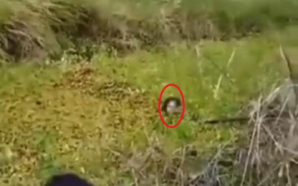 Video Wanita Diterkam Buaya Ketapang Video wanita pekerja sawit diterkam buaya di Desa Air Hitam, Ketapang, Kalbar. (Foto: ist)
