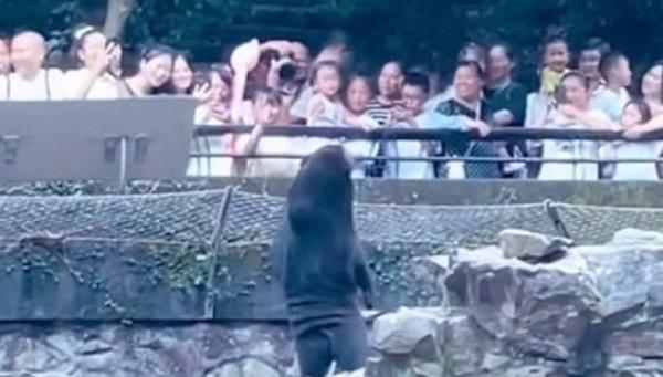 Beruang China 2 Ist Beruang berdiri di kebun binatang China (Foto: Ist)