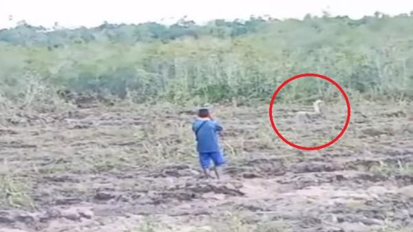Viral Penampakan Kobra Putih Berukuran Besar 2 Viral Penampakan Kobra Putih Berukuran Besar di Ketapang, Netizen Sebut Raja Ular (Foto: Tangkapan Layar)
