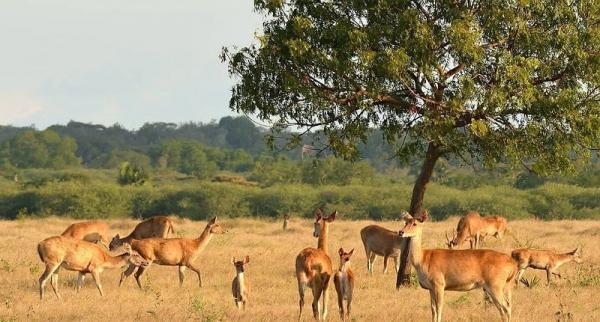 13 Taman Nasional Ditargetkan Tak Lagi Bergantung APBN pada 2030