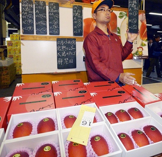 Mangga Taiyo No Tamago Mangga Taiyo No Tamago