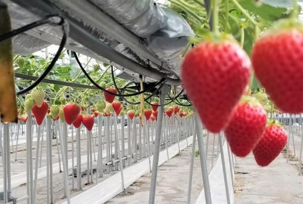 Sembikiya Queen Strawberries Sembikiya Queen Strawberries