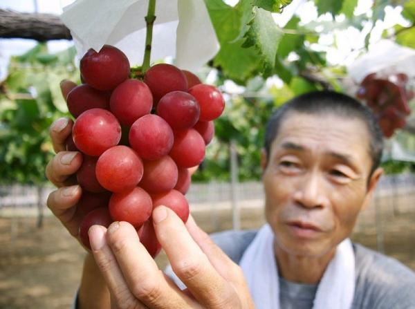 Ruby Roman Grapes Ruby Roman Grapes