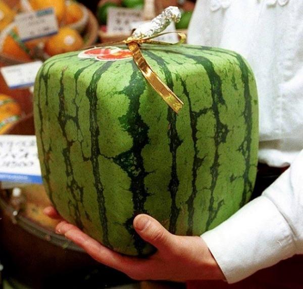 Watermelon Square Square Watermelon