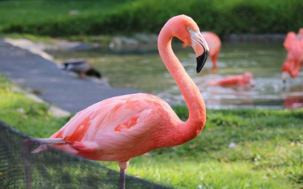 Flamingo Flamingo. (Foto: Pixabay)