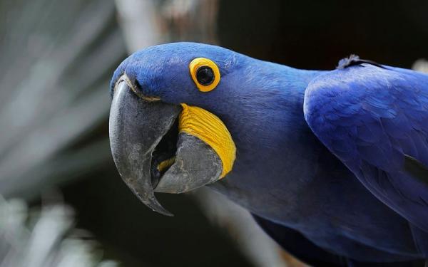Hyacinth Macaw Hyacinth Macaw. (Foto: pixabay)