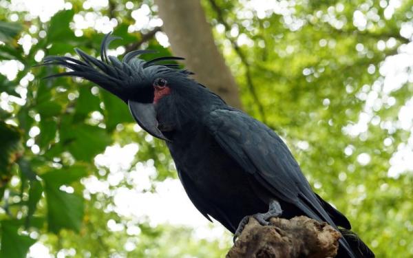 Kakaktua Jambul Hitam Kakaktua Jambul Hitam. (Foto: pixabay)