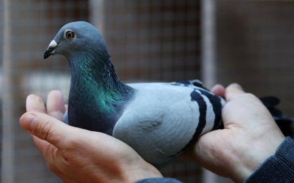 Merpati Balap Merpati Balap. (Foto: Reuters)