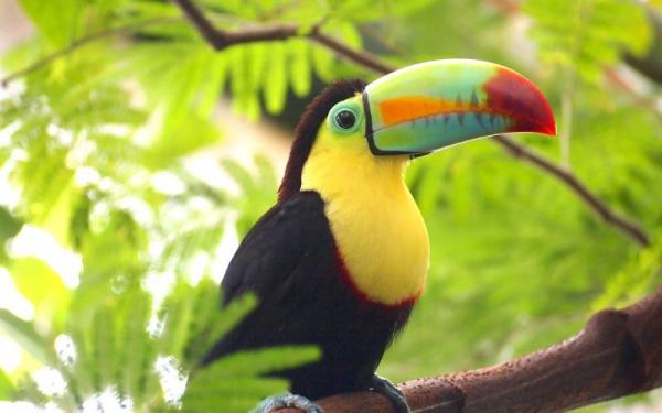 Toucan Toucan. (Foto: Pixabay)