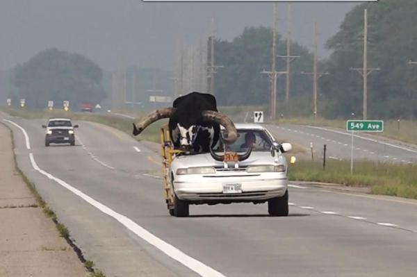 Sedan Angkut Banteng 2