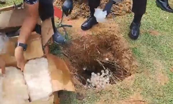 Telur Penyu Dimusnahkan Pemusnahan ribuan telur penyu di Ditpolairud Polda Kalbar. (Foto: Uun Yuniar)