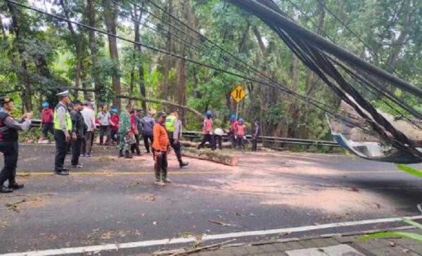 Pohon tumbang di Jalur Denpasar-Gilimanuk di Tabanan, Bali. (Foto: BPBD Tabanan)