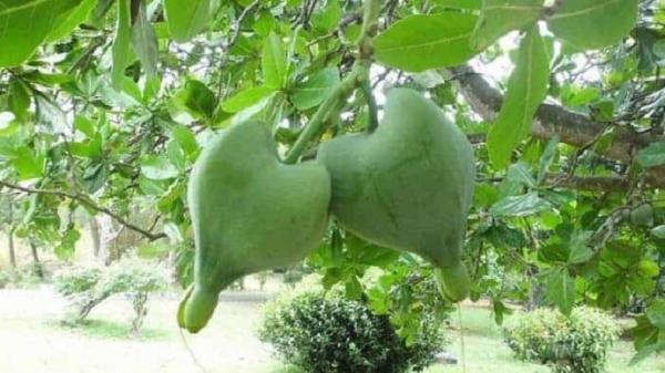 rabon bi buah khas Papua rabon bi (foto: keluyuran).