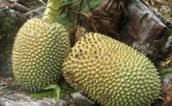 woromo Buah khas papua woromo. (foto:keluyuran).