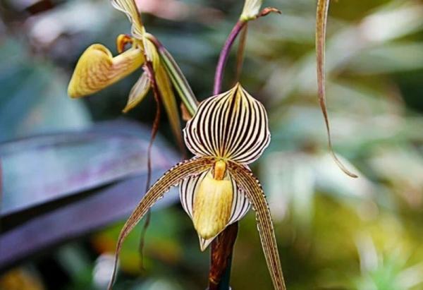 Anggrek Emas Kinabalu Anggrek Emas Kinabalu