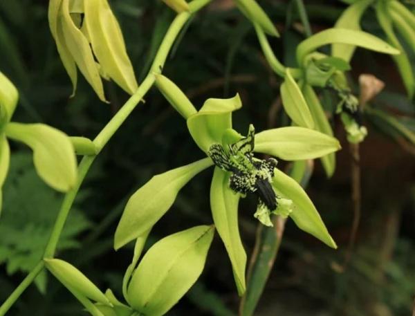 Anggrek Hitam Kalimantan Anggrek Hitam Kalimantan