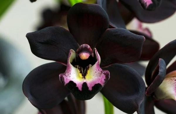 Anggrek Hitam Papua Anggrek Hitam Papua