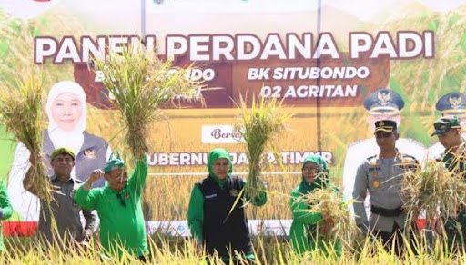 Panen perdana Situbondo Jatim Panen perdana padi bibit unggul bersama Gubernur Jawa Timur Khofifah Indar Parawansa. (Foto: dok Pemkab Situbondo)