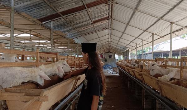 kambing M Iqbal mengontrol kambing di peternakan. (fathul umum).