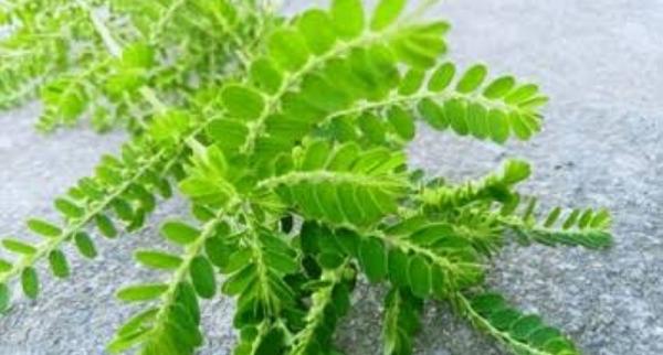 4 Cara Mengolah Daun Meniran untuk Kesehatan Tubuh, Bisa Dibuat Teh hingga Ekstrak