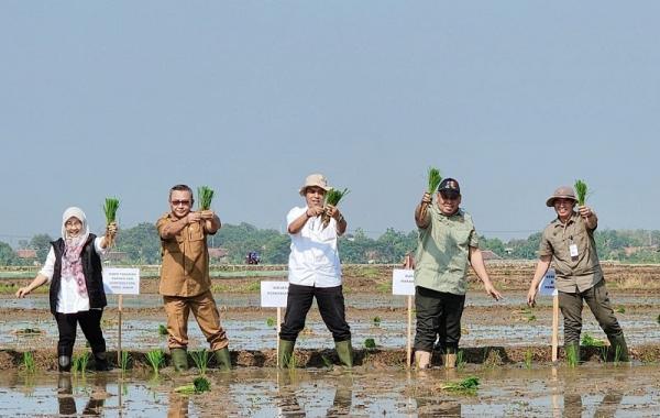 Tanam Padi Di Karawang Kementerian Pertanian mulai menanam padi di Kabupaten Karawang. (Foto: istimewa)