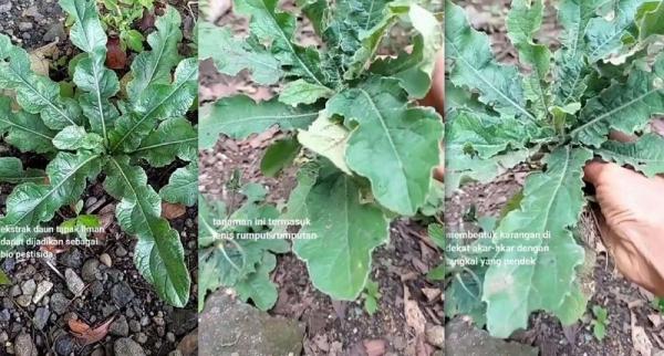 Cara Mengolah Daun Tapak Liman, Bisa untuk Batuk hingga Hepatitis