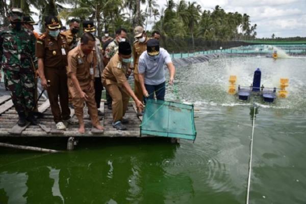 Tambak Udang Kalteng (Foto: dok Pemprov Kalteng)