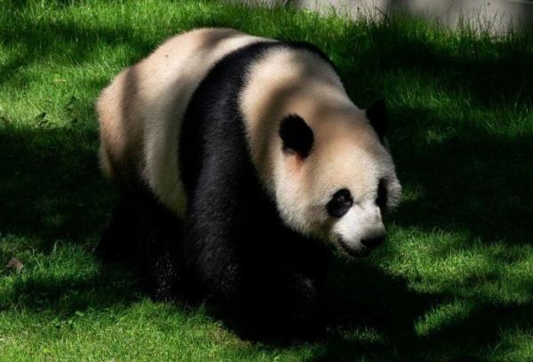 Panda mulai dikirim ke AS pada 1972 (Foto: Reuters)