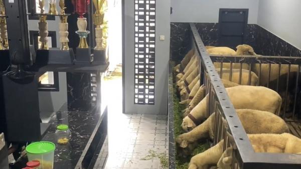 Kandang domba mewah Warga Banjarnegara membuatkan rumah mewas untuk puluhan domba kesayangannya. (Foto: Elis Novit).