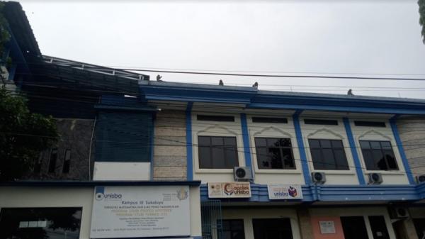 Gerombolan monyet liar nongkrong dan berkeliaran di atap gedung hingga rumah warga Kecamatan Coblong, Kota Bandung. (Foto: Istimewa).