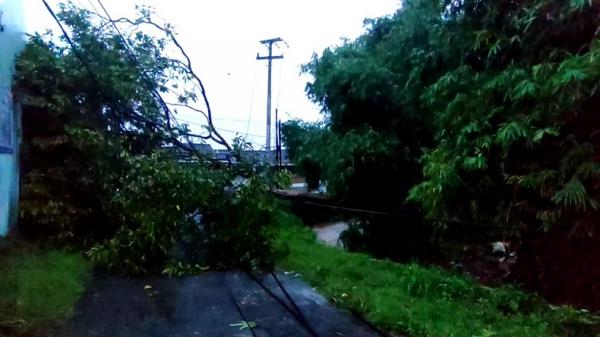 Angin kencang disusul hujan deras menyebabkan pohon tumbang di Kompleks Perumahan Kabupaten Cirebon, Jawa Barat, Jumat (1/3/2024). (Foto: Toiskandar).