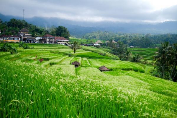 Desa Jatiluwung