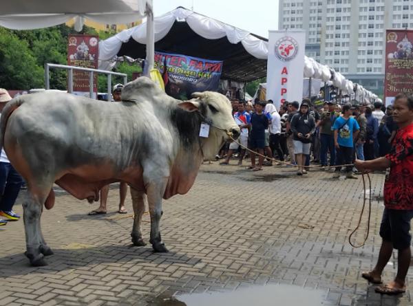 Expo Sapi APPSI di Jakarta Dalam Kontes dan Expo Sapi APPSI di Jakarta juga diadakan lelang sapi yang ditawarkan langsung kepada pengunjung dengan harga yang bervariasi. (Foto: Jack Newa/iNews Media Group)