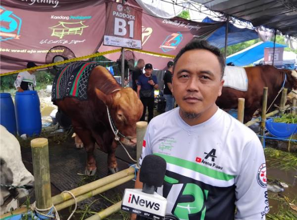 Kontes dan Expo Sapi APPSI Rizqi Amin merasakan dampak Kontes dan Expo Sapi APPSI ini dapat memotivasi peternak sapi lokal karena dampak ekonominya sangat signifikan. (Foto: iNews Media Group/Jack Newa)