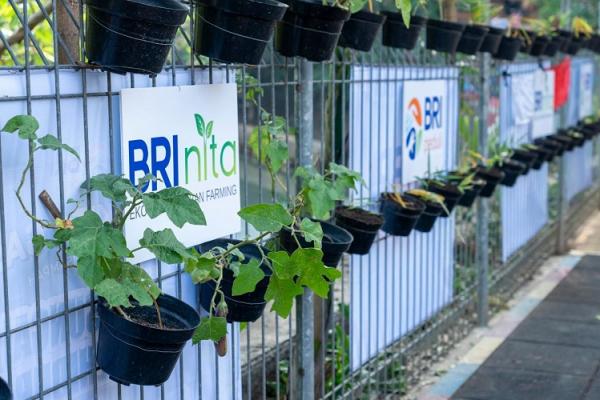 Lewat BRInita, Kelompok Dasawisma Pisang Sukses Sulap TPS Liar Jadi Urban Farming