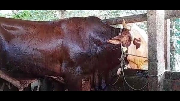 Sapi kurban jokowi Sapi kurban Jokowi untuk warga Jambi. (Foto: MPI/Azhari Sultan)