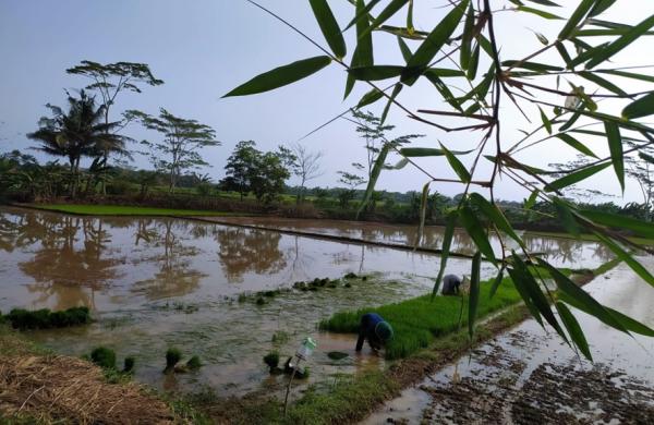 Petani sedang menanam padi di sawah di Desa Nusadadi, Kecamatan Sumpiuh, Kabupaten Banyumas. (Foto: Riyan Rizki)