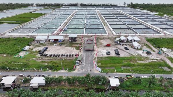 Tambak Udang Vaname Kalteng Tambak udang vename di Kalteng. (Foto: dok Pemprov Kalteng)