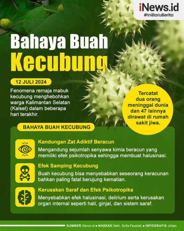 Bahaya Buah Kecubung 01 Infografis Bahaya Buah Kecubung, Bisa Sebabkan Kematian