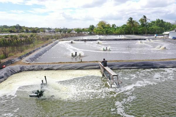 PLN Program EA Program Electrifying Agriculture (EA) dari PT PLN (Persero) sukses membantu usaha tambak udang vaname di Kabupaten Takalar, Sulawesi Selatan dalam menghemat biaya operasional Rp15,8 juta per bulan. (Foto: dok PLN)