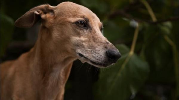 Rumah Makan Dikabarkan Jual Daging Anjing hingga Kera, Pemkot Jaktim Langsung Sidak