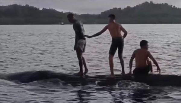 Ikan Paus Bermain 1