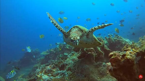 Keindahan bawah laut Desa Les Keindahan bawah laut Desa Les, Bali. (Foto: Youtube)