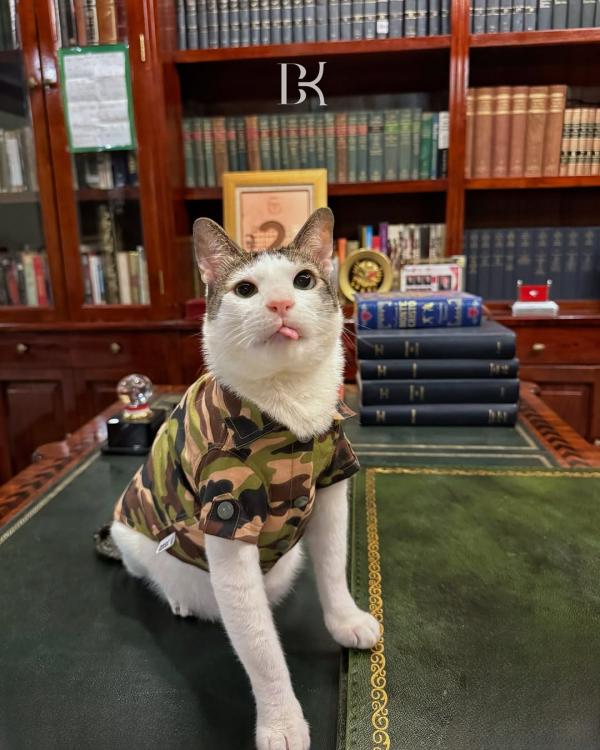 Kucing Presiden Prabowo bernama Bobby Kertanegara jadi kucing paling banyak dicari di Google sepanjang 2024. (Foto: Instagram)
