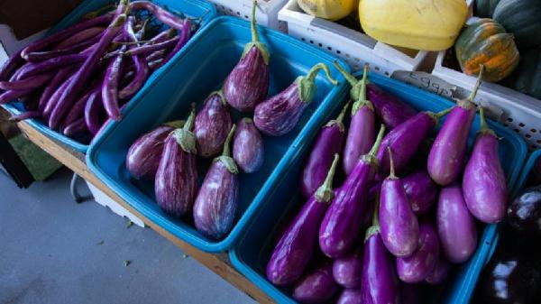 Terong 1 Manfaat terong untuk kesehatan lansia. (Foto: Pexels)
