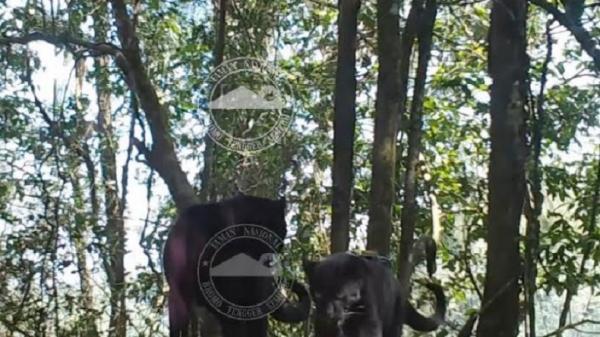 Macan Tutul Jawa di bromo Macan Tutul Jawa yang terekam kamera trap di Taman Nasional Bromo Tengger Semeru. (Humas TNBTS / istimewa)