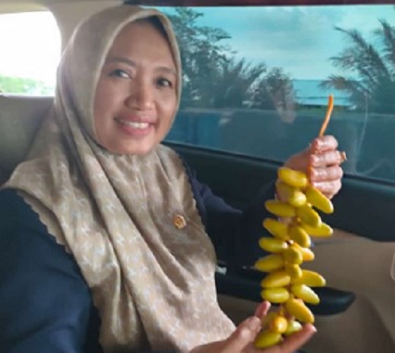 Anggota DPRD NTB Partai Perindo Rohani Anggota DPRD NTB Partai Perindo Rohani dorong pengembangan kurma di Lombok Utara. (Foto: Ist)