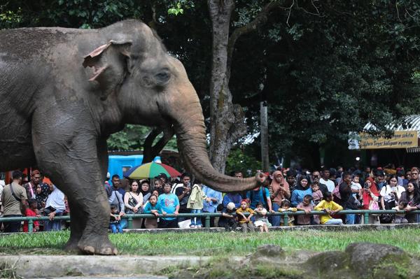 Hore! Ragunan Gratiskan Tiket Masuk 3 Hari saat HUT ke-499 Jakarta, Catat Tanggalnya
